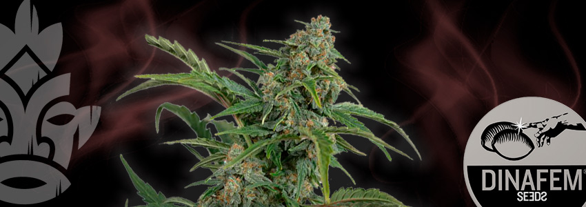 Dinamed CBD Autoflowering (Dinafem)